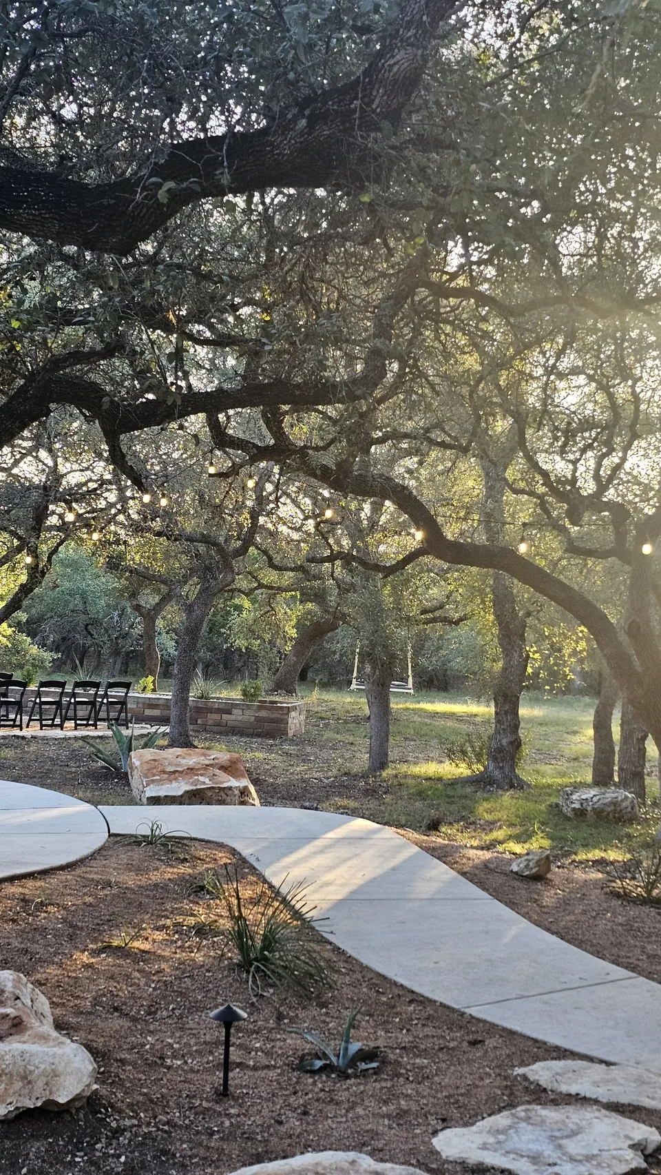 Curving path under live oaks strung with lights at Prima Vista in Wimberley, Texas